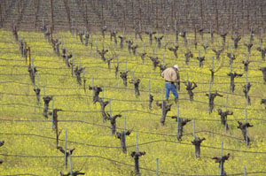 Post image for Corison Winery (Napa Valley)