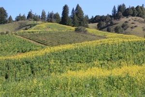 Post image for Wine Events in February
