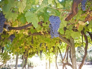 Post image for Georis Winery (Carmel Valley, Monterey County)