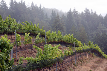 Post image for Lose Yourself in the Santa Cruz Mountains