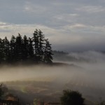 Sonoma-Coast-Fog